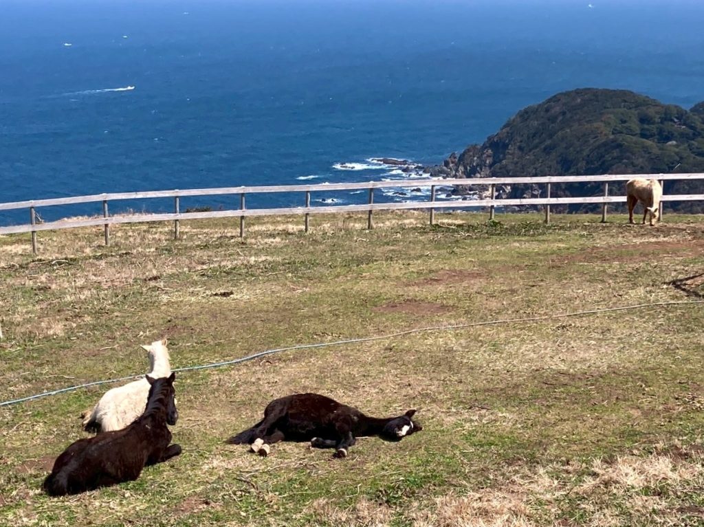 LINE_ALBUM_大島牧場　馬達の日常_250417_1